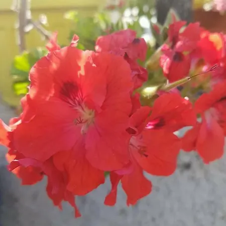 La Grecità E Il Mare Hébergement de vacances *