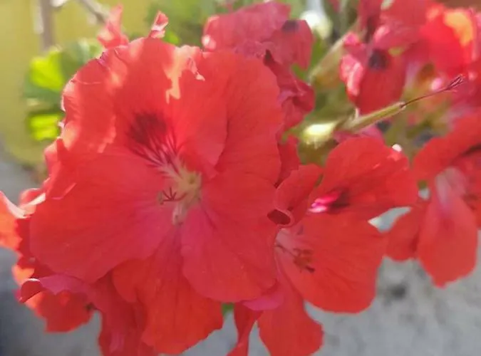 La Grecita E Il Mare בית נופש *