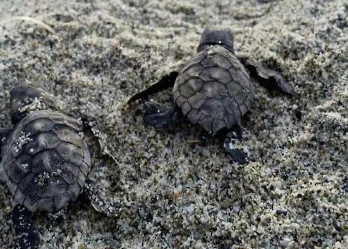 La Grecita E Il Mare בית נופש